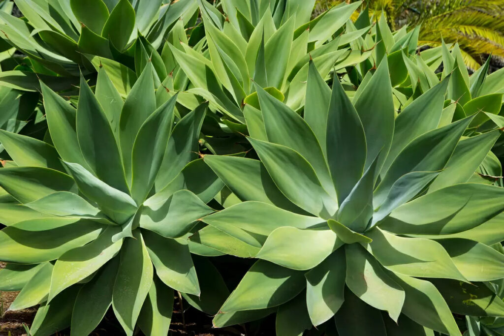 Tipos de Suculenta Agave