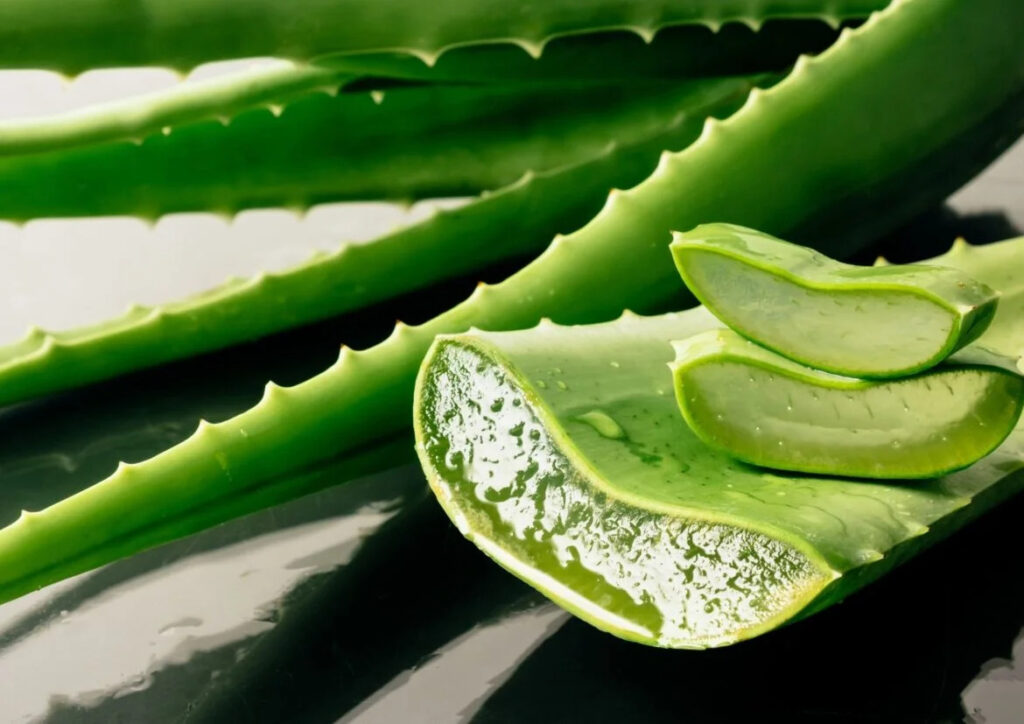 Tipos de Suculenta Aloe Vera