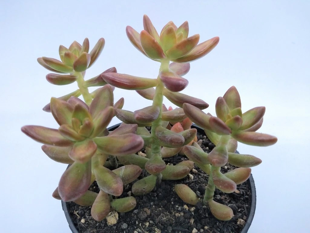 Tipos de Suculenta Sedum