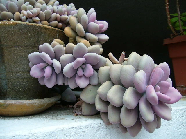 Tipos de suculenta Graptopetalum