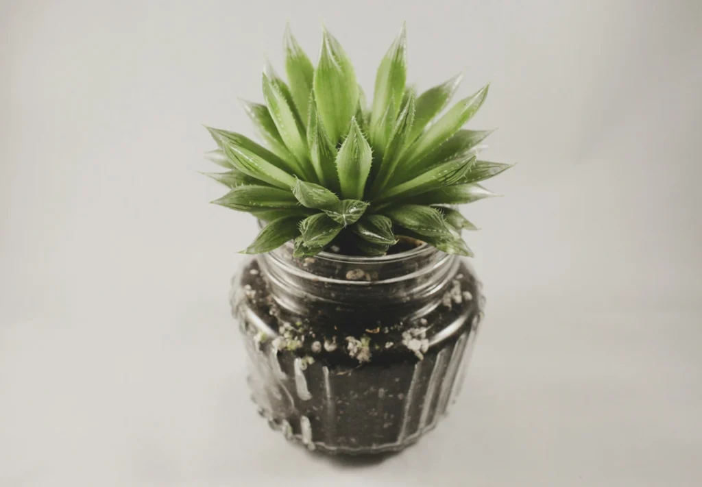 Tipos de suculenta Haworthia