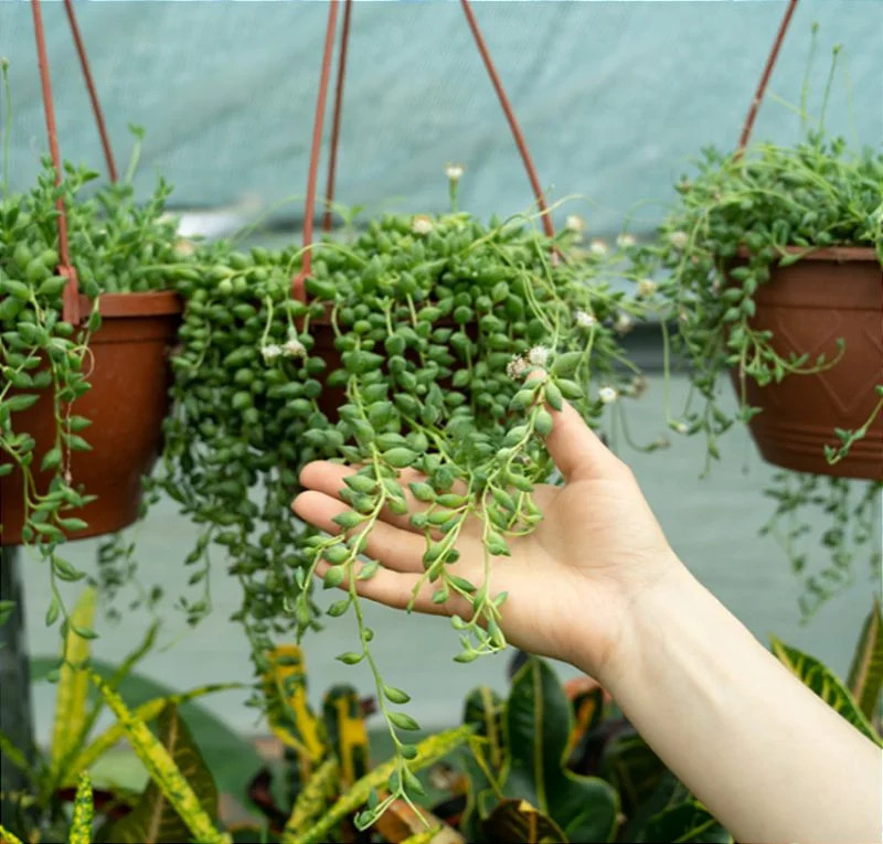 Tipos de suculenta Senecio Rowleyanus (Colar de Pérolas)