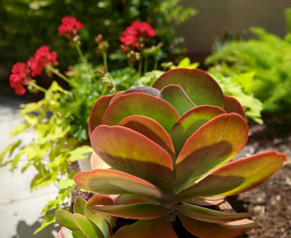 Tipos de Suculenta Kalanchoe