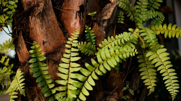 Flores que Não Precisam de Sol: 7 Opções Fáceis E Bonitas