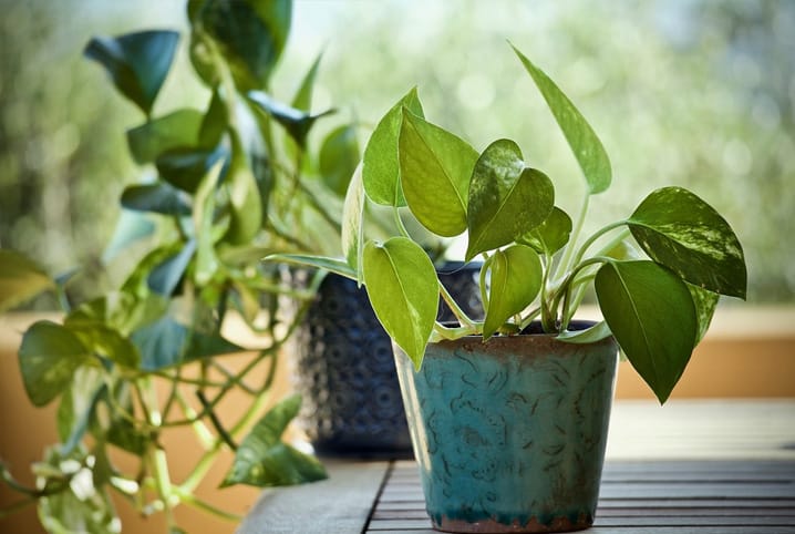 Plantas para sacada