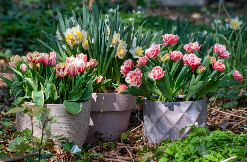 Como cuidar de tulipas em vaso