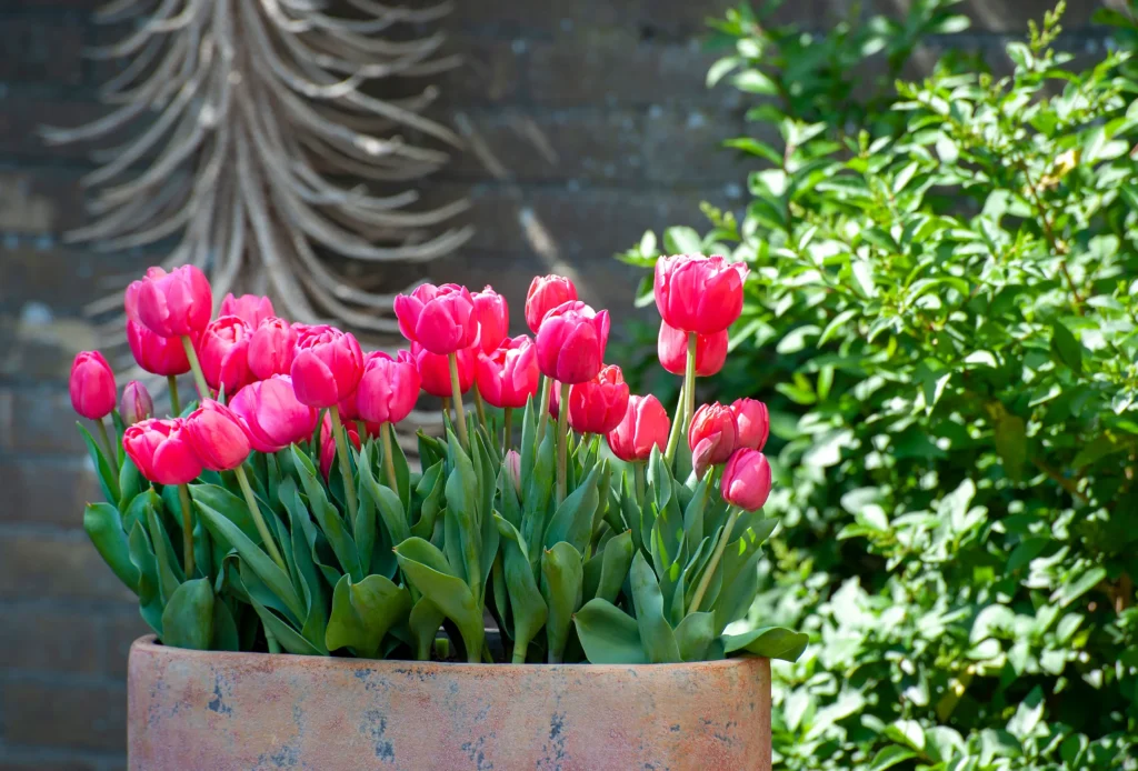 Como cuidar de tulipas em vasos