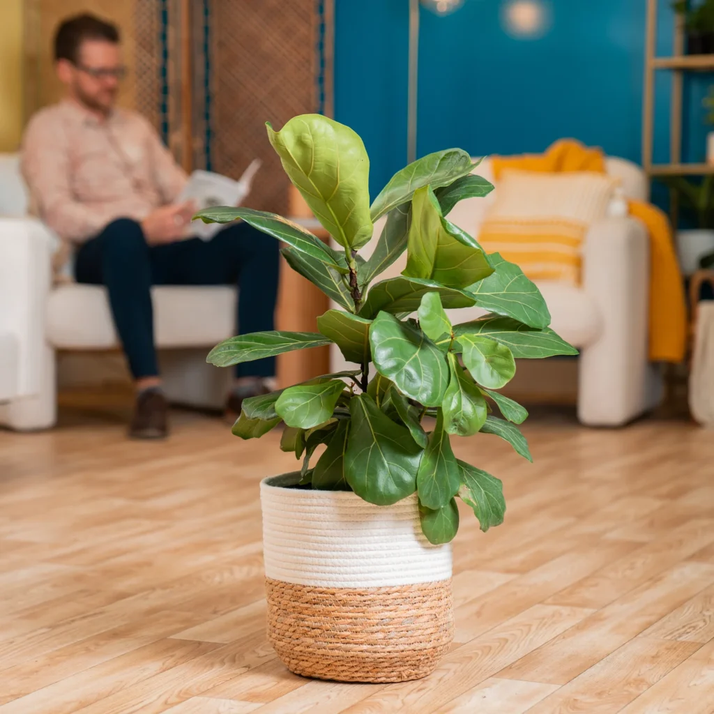 ficus lyrata vaso com planta