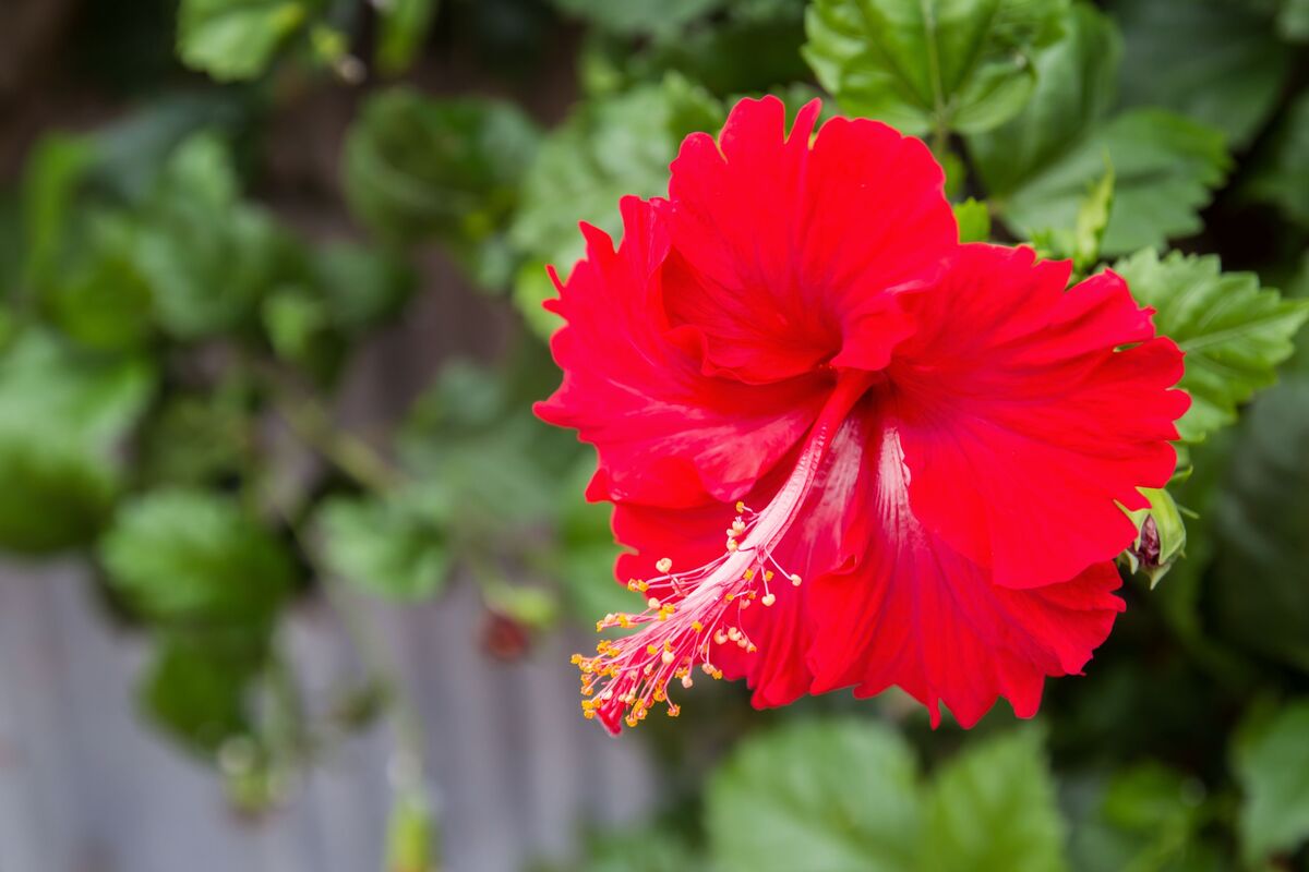 flor de hibisco resistente ao calor