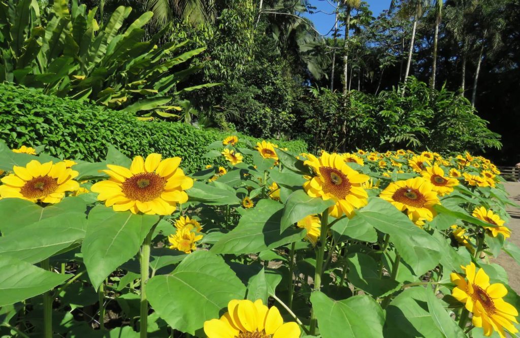 flores resistentes ao calor