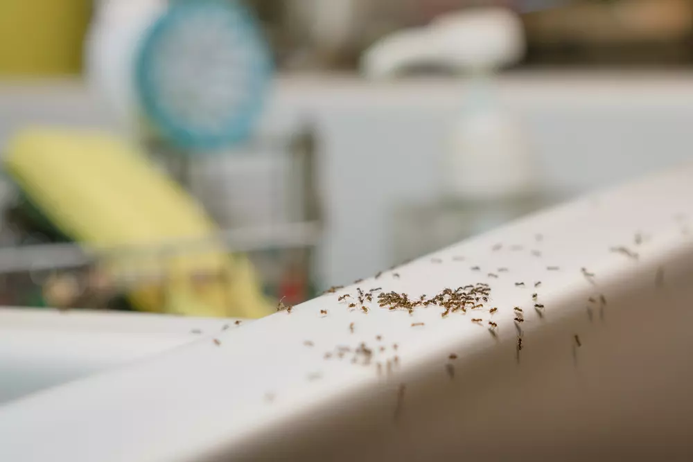 formigas dentro de casa como se livrar das formigas