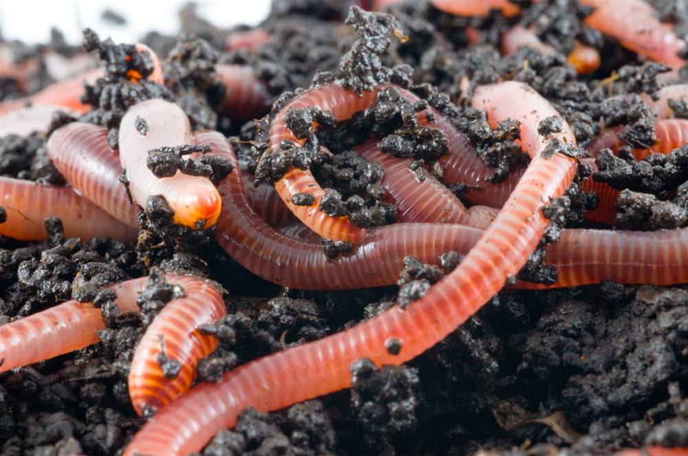 minhocas na compostagem doméstica