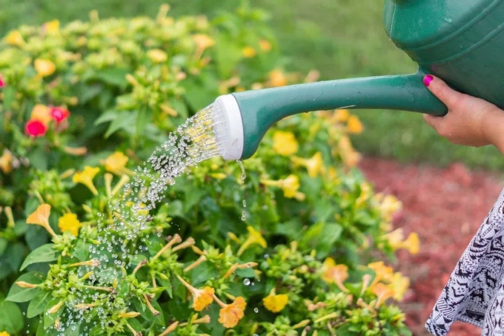 Como regar plantas