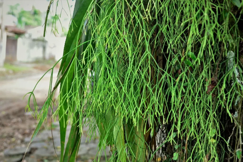 rhipsalis-baccifera